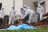 White suited workers dispose of dead hens out of a bin into a pit outside a shed, South Korea