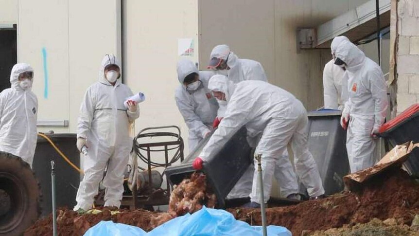 White suited workers dispose of dead hens out of a bin into a pit outside a shed, South Korea