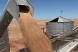 Liberals buy time on wheat regulation vote