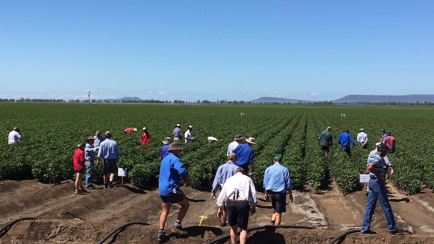 Cotton growers and agronomists walk through a cotton crop near Gunnedah NSW