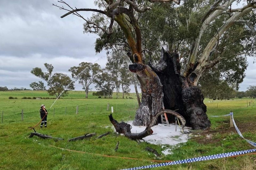 A volunteer waters a tree with a hose. The tree has a hollowed out centre and has been partially burnt.