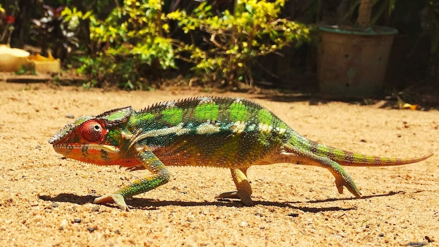 A green and orange lizard with bulging eyes walks across a patch of sandy ground with green bushes in the background.