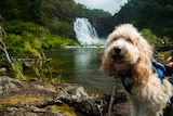 Dog sitting near a waterfall