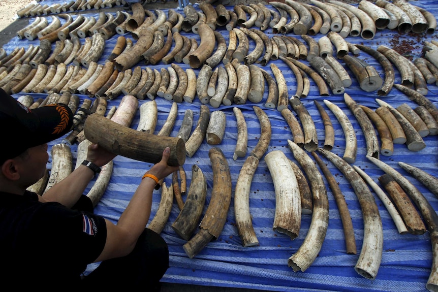 Thailand ivory seizure