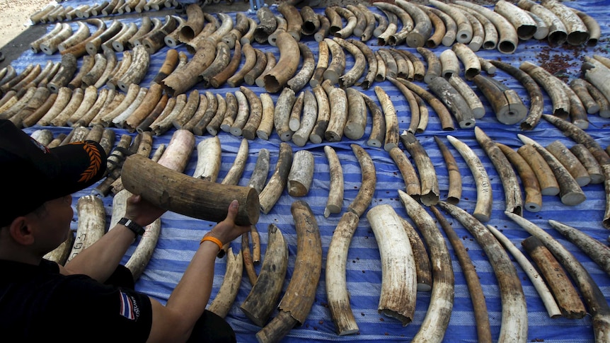 Thailand ivory seizure
