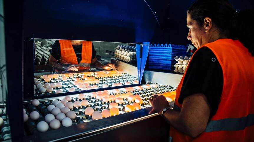 Woman looks at eggs on lit conveyor belt at Werribee in Victoria
