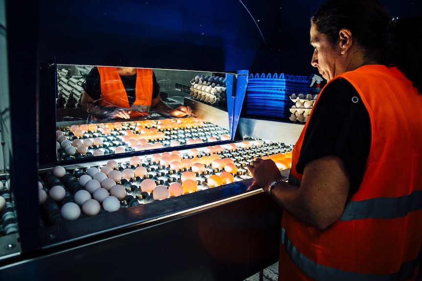 Woman looks at eggs on lit conveyor belt at Werribee in Victoria