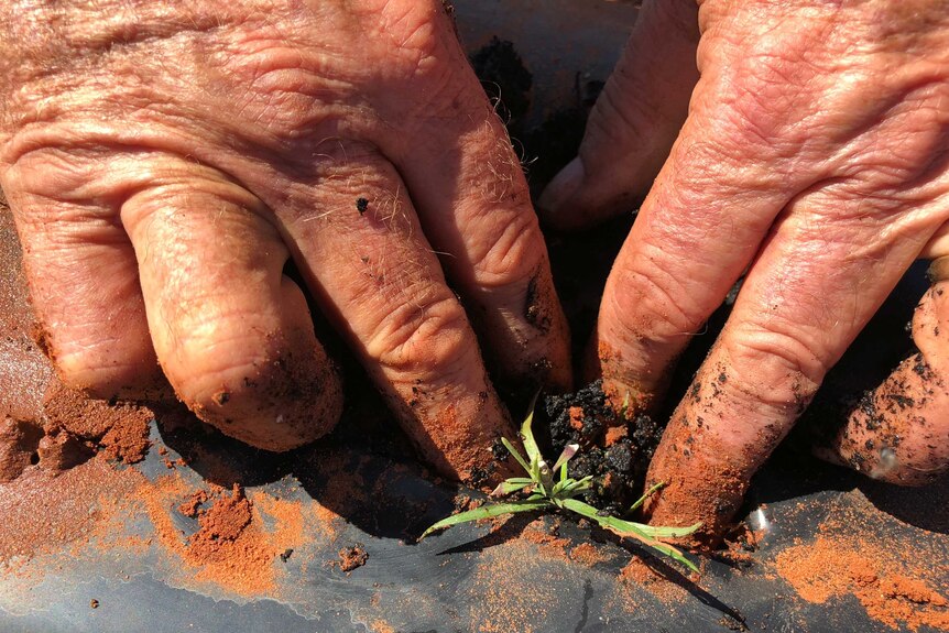 Hands pushing a seedling into the ground.