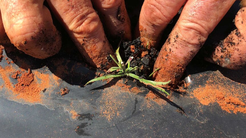 Hands pushing a seedling into the ground.