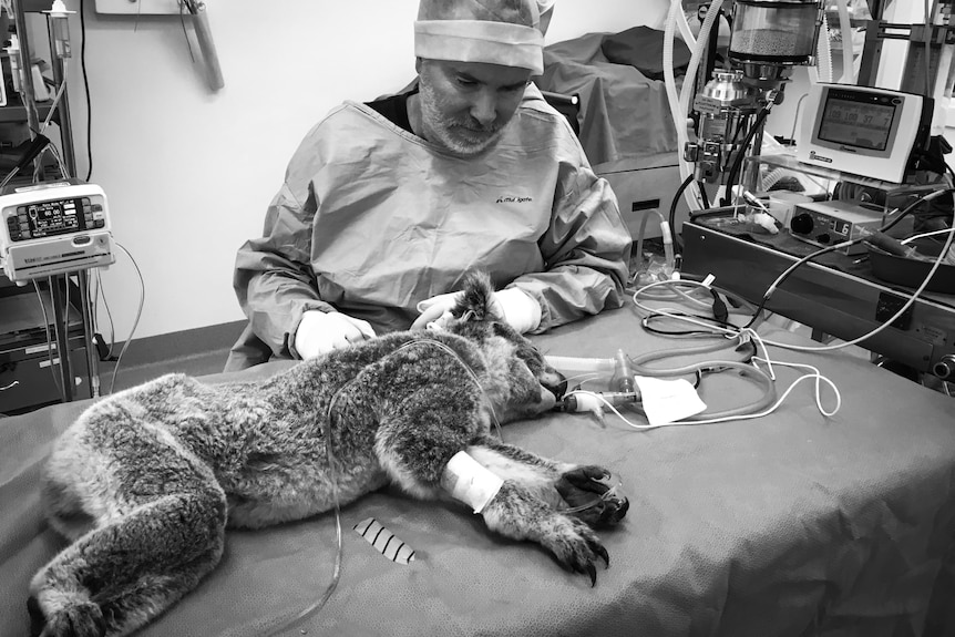 Man in hospital gown sits with injured koala lying on a vet table under sedation