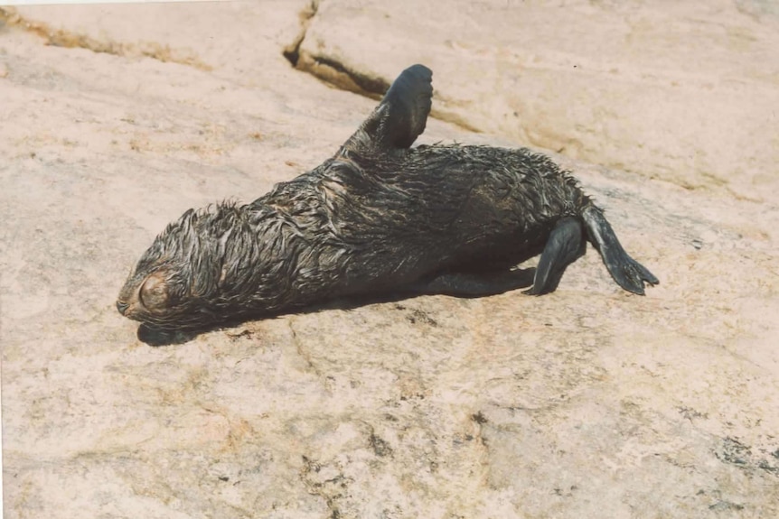 A seal pup covered in oil lying on a beach.