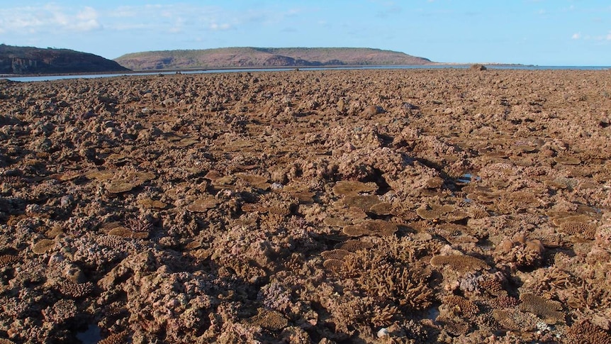 A photo of corals inhabiting the intertidal reef platform at NW Patricia Island