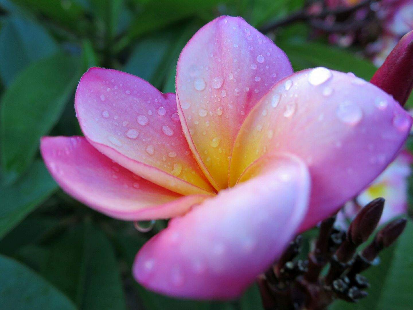 How to grow frangipani flowers and make their beauty last ABC News