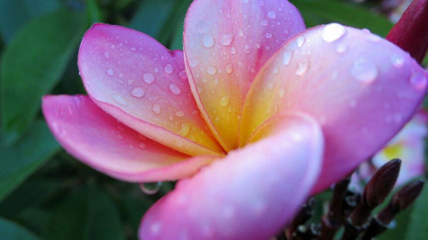 Single pink frangipani with water droplets