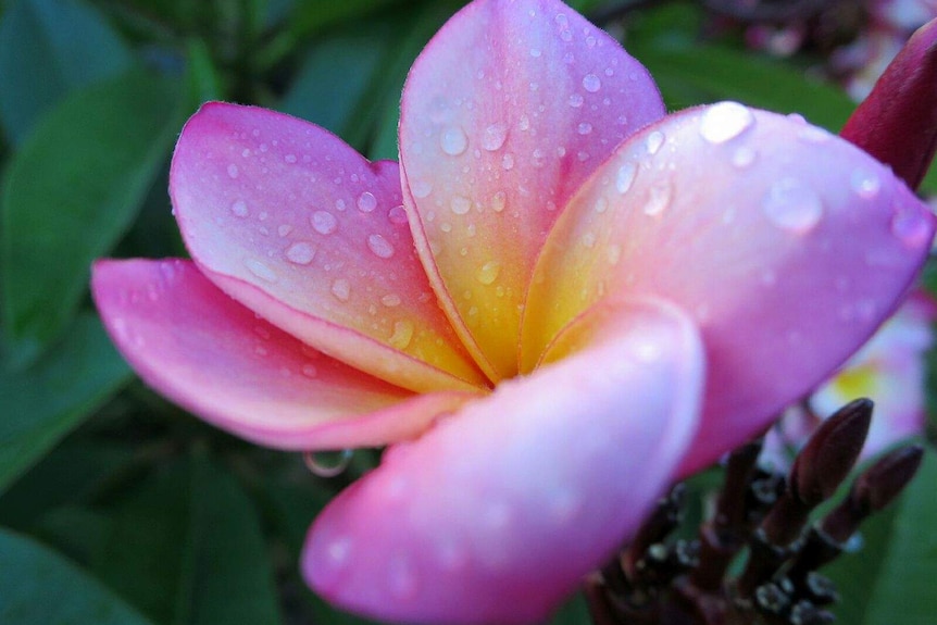 Single pink frangipani with water droplets