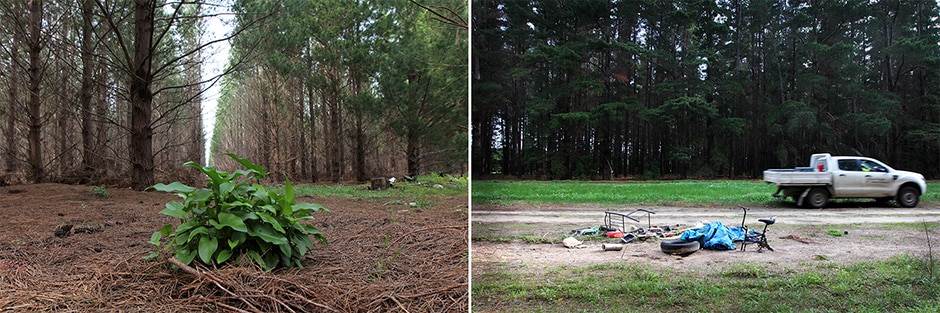 A television, wicker chest and other assorted rubbish lying on grass near pine trees.