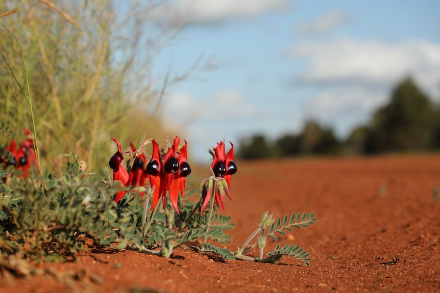 Sturt Desert Peas growing in red sandy soil near Goolgowi, New South Wales.