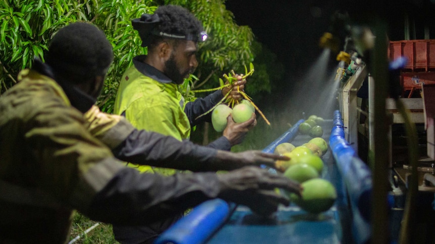 men place mangoes onto a conveyor belt.