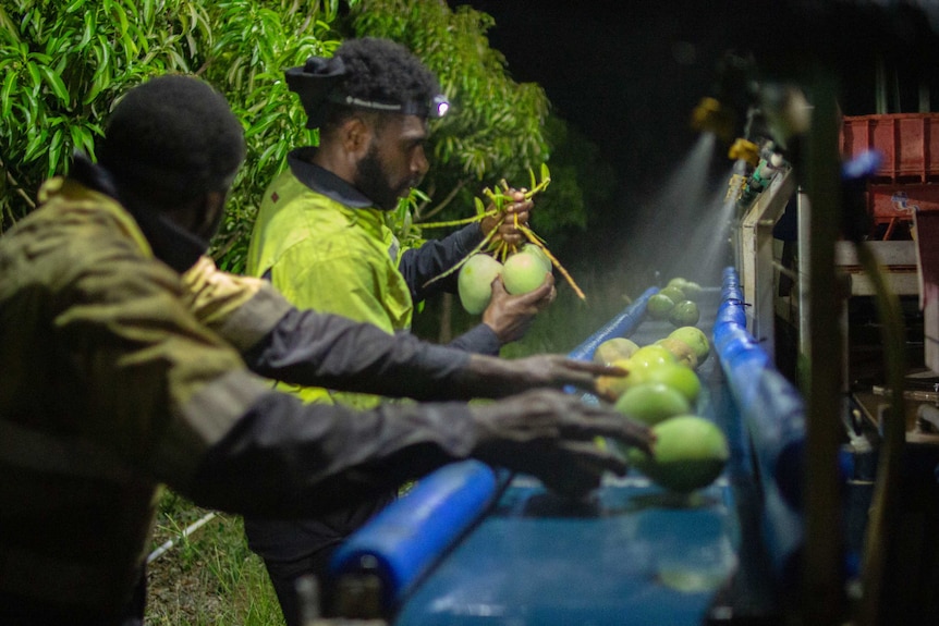 men place mangoes onto a conveyor belt.