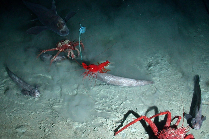 Fish and crustaceans swarm around bait on deep sea sandy floor