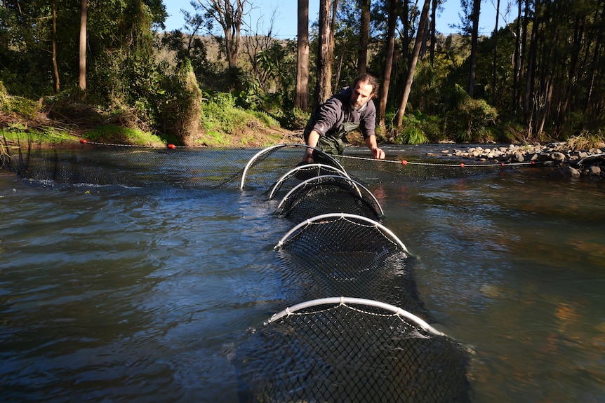 A researcher sets up round nets in a creek surrounded by hills, trees, under a blue sky.