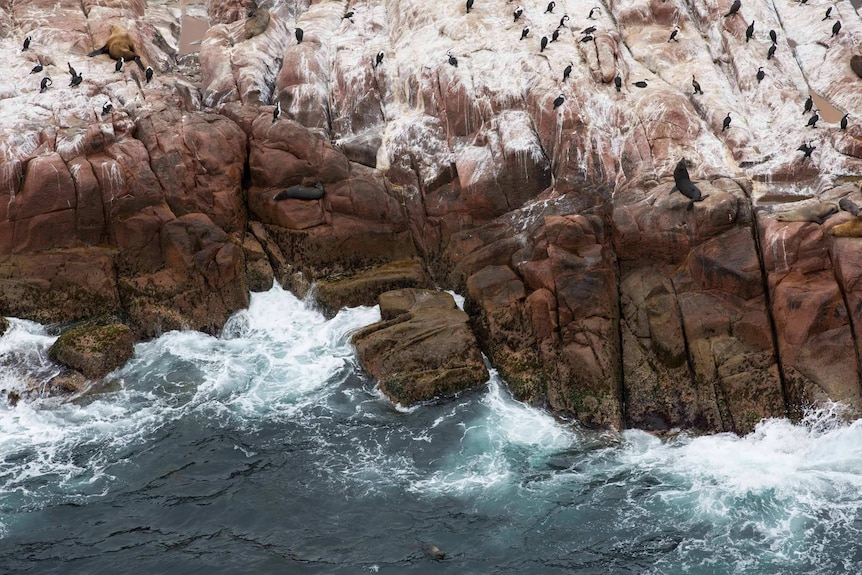 Cormorants and seals on rocks bleached white by guano, amid crashing waves.