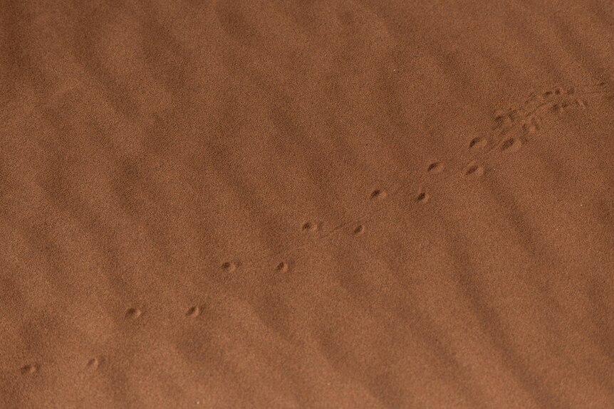 Animal tracks in sand dunes in the Nilpena Ediacara National Park.