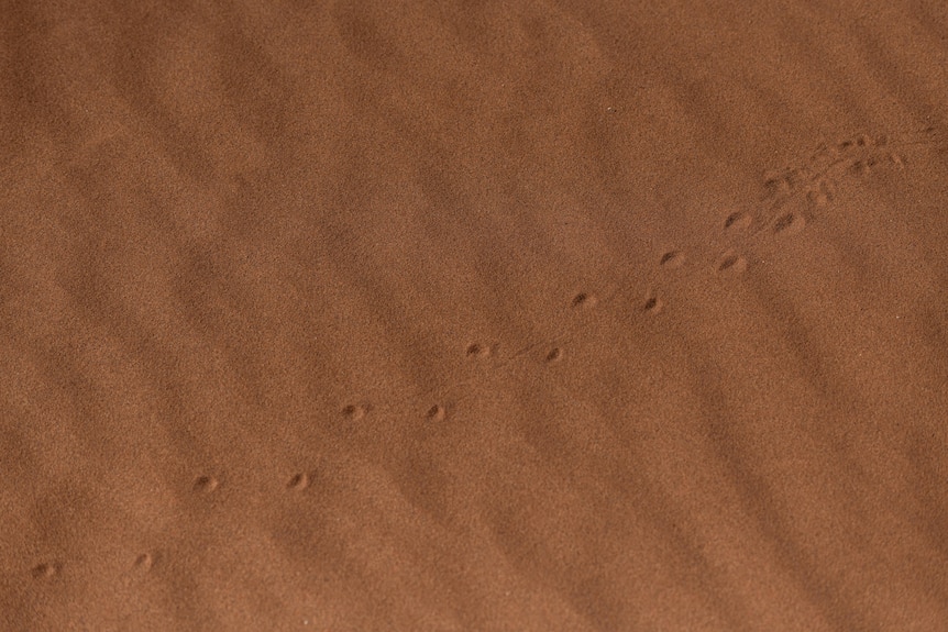 Animal tracks in sand dunes in the Nilpena Ediacara National Park.
