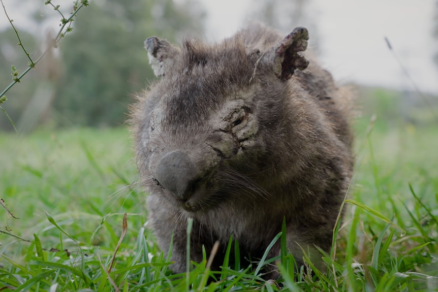 A wombat with cracked eyes