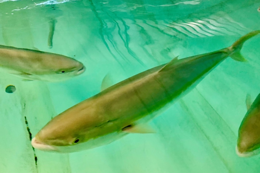 A yellow fish floats in a tank, the water appears turquoise in colour.