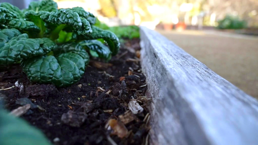 A vegetable garden bed with timber edges.