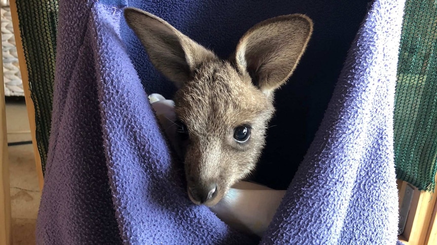 A joey's head peeps out of a purple homemade pouch.