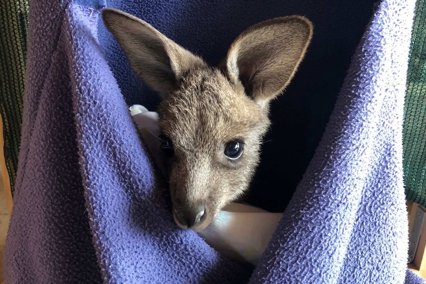 A joey's head peeps out of a purple homemade pouch.