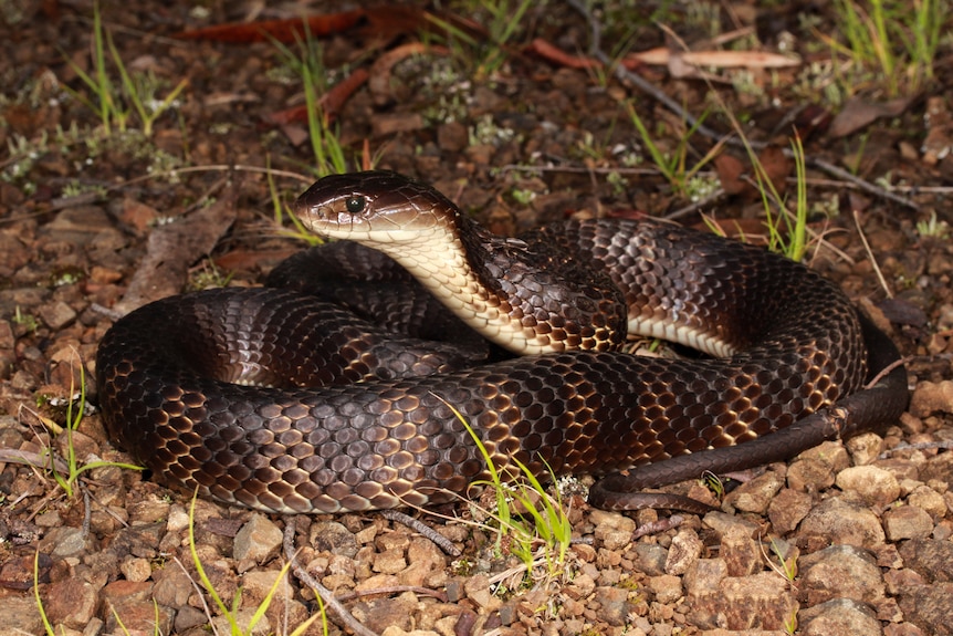 A brown and white tiger snake curled up on gravel with its head raised.
