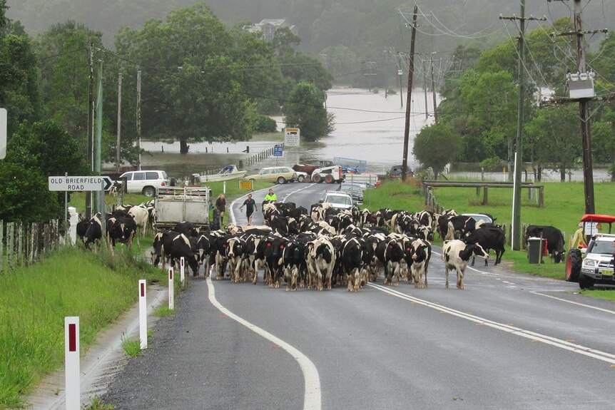 The Perry dairy herd being walked up Waterfall Way to a neighbouring farm for milking.