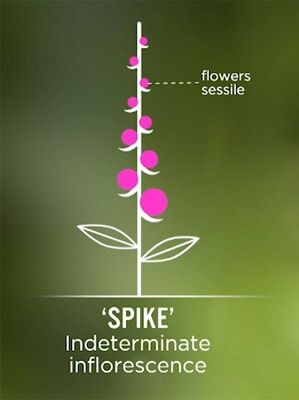 Spike Image