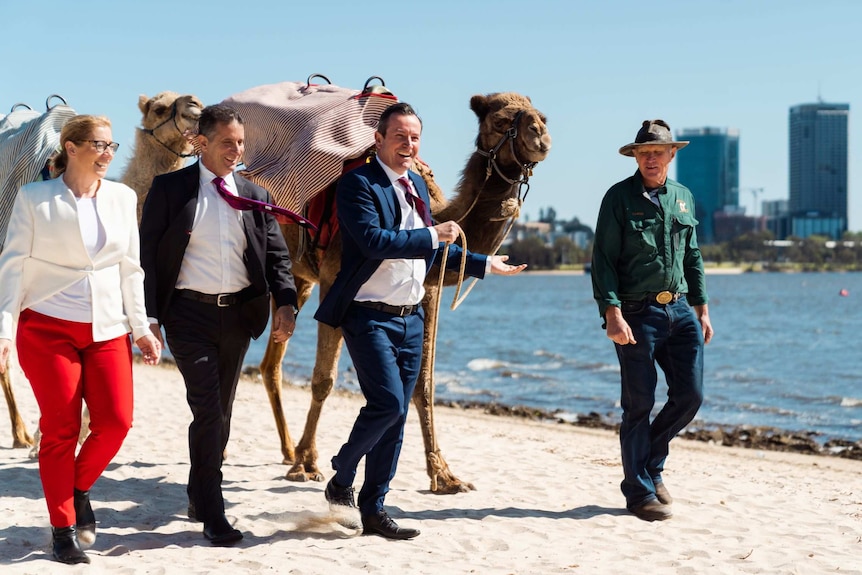 Four people walk along a riverbank, smiling and leading two camels along.