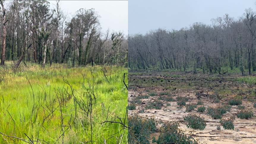 Picture of green, lush swamp compared to a dry, dusty swamp
