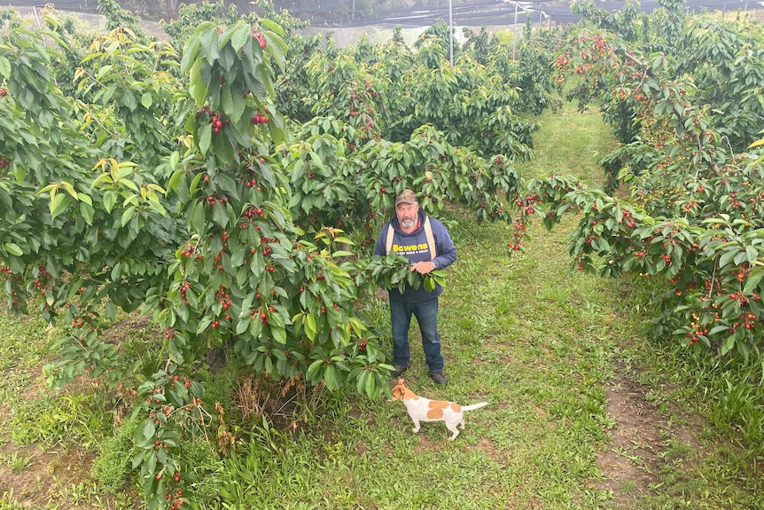 A man and his dog stand amid rows of cherry trees in an orchard.