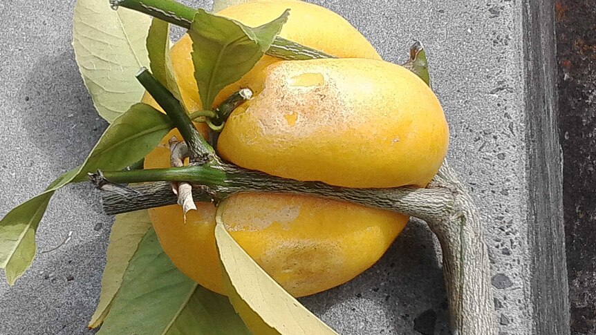 Meyer lemon squashed into a funny shape between tree branches and a wall.