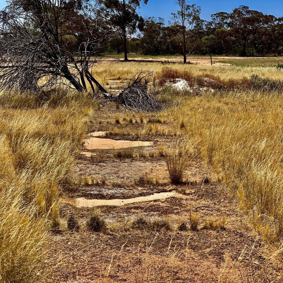 Les Everett's epic quest to uncover Australia's 'lost' cricket pitches