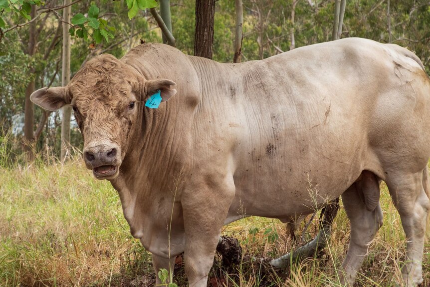 A big grey coloured bull standing in bushland. He's got a blue ear tag, a shaggy face and a big hump behind his head.