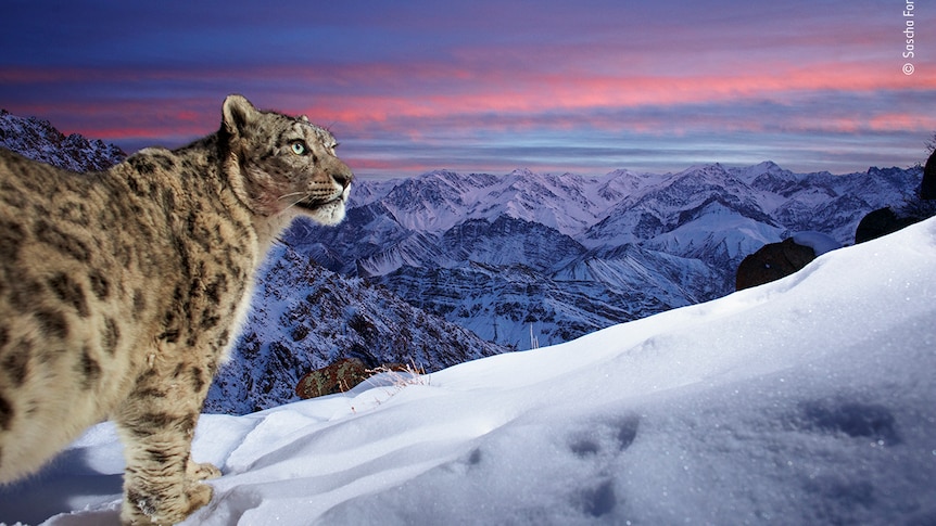 A snow leopard stands on top of a mountain covered in snow as the sun sets in the background 