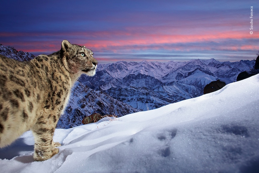 A snow leopard stands on top of a mountain covered in snow as the sun sets in the background 