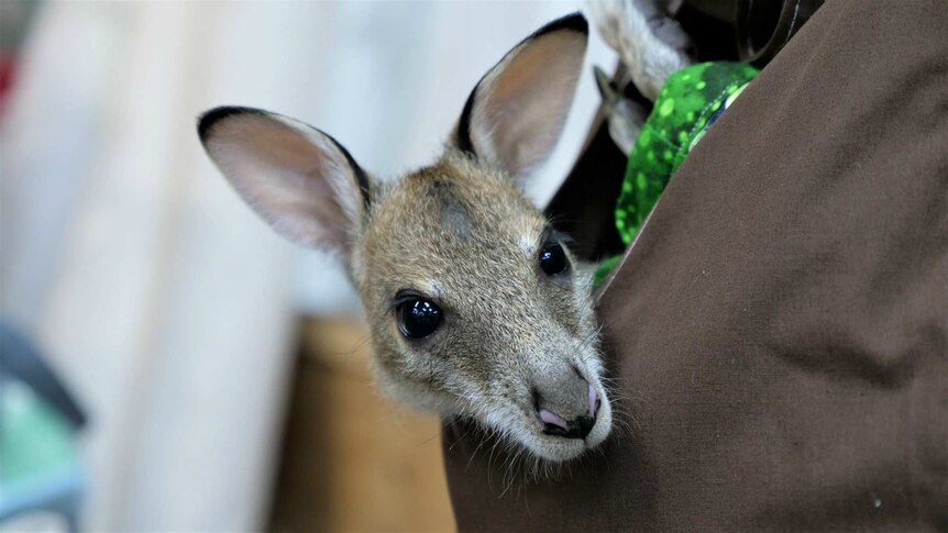Close-up of wallaby joey in a fabric pouch