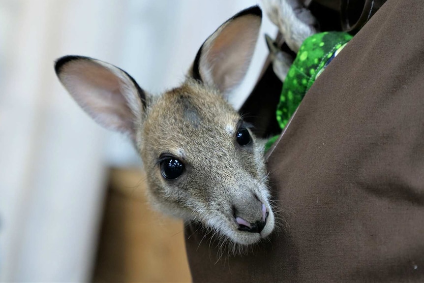 Close-up of wallaby joey in a fabric pouch