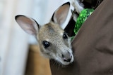 Close-up of wallaby joey in a fabric pouch