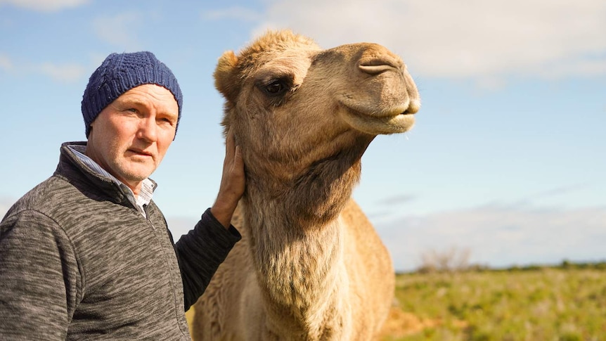 Warwick Hill rests a hand on the face of a large camel standing beside him on a sunny grass paddock.