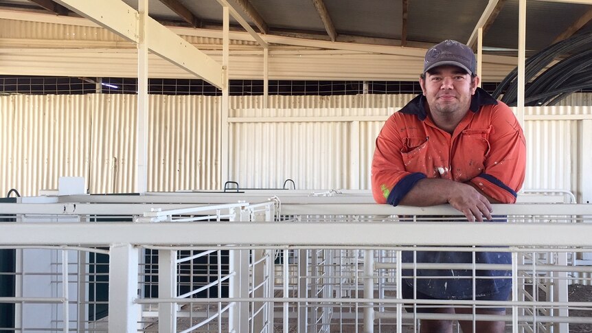 Cameron Hoskin in the quick shears area at the Longreach Showgrounds.