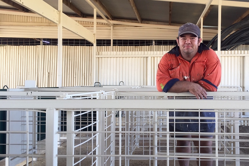 Cameron Hoskin in the quick shears area at the Longreach Showgrounds.